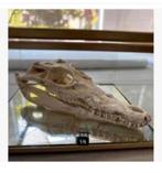 Siamese.ese krokodil, schedel, 13 cm, cite nummer aanwezig, Ophalen of Verzenden, Nieuw, Gewei of Kop