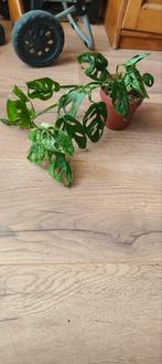 Monstera adansonii variegated pot 12, Ophalen of Verzenden