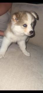 Pomsky, Overige rassen, 8 tot 15 weken, Teef, Eén hond