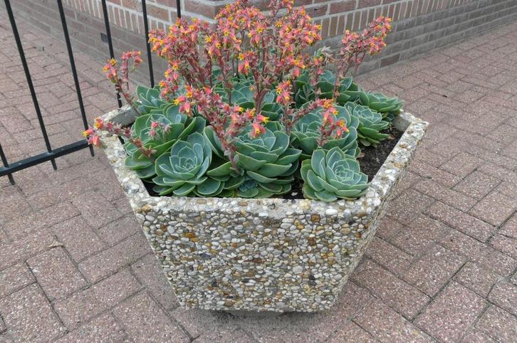 Blauwe vetplant    Echeveria, Tuin en Terras, Planten | Tuinplanten, Vaste plant, Overige soorten, Volle zon, Zomer, Ophalen