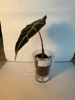 Alocasia amazonica (1), Ophalen of Verzenden, Overige soorten, Minder dan 100 cm