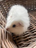 Ch teddy zeugje, Dieren en Toebehoren, Knaagdieren, Juli, Vrouwelijk, Cavia