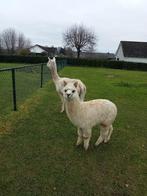 alpaca hengst te koop, Juli, Mannelijk