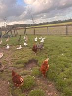 4 brama kippen gratis, Dieren en Toebehoren, Vrouwelijk, Kip