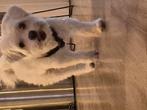 Hond zoekt een nieuw baasje., Dieren en Toebehoren, Honden | Niet-rashonden, 6 jaar of ouder, Reu, Eén hond, Nederland