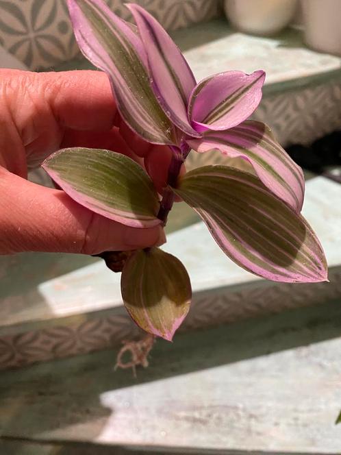 TOP DEAL 8 gewortelde stekjes kamerplanten voor 12 euro, Huis en Inrichting, Kamerplanten, Overige soorten, Minder dan 100 cm