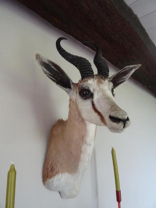 erg mooie Afrikaanse bok, Verzamelen, Dierenverzamelingen, Zo goed als nieuw, Beeldje of Figuurtje, Ophalen