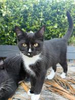 Kittens, Poes, 0 tot 2 jaar