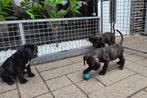 Stoere Cane Corso pup-  1prachtige Reu nog aanwezig, Overige rassen, CDV (hondenziekte), 8 tot 15 weken, Meerdere
