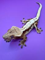 Wimpergekko man lilly white, Dieren en Toebehoren, Reptielen en Amfibieën, Hagedis, Tam, 0 tot 2 jaar