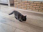 Kitten 2 dames brits en mainocoon 13 weken oud, Dieren en Toebehoren, Katten en Kittens | Overige Katten, Poes, 0 tot 2 jaar