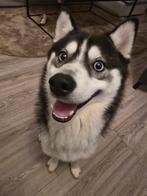 Pomsky Ukkie zoekt een nieuw thuis, 1 tot 2 jaar, Eén hond, Nederland, Particulier