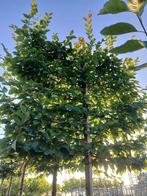 carpinus betulus 2 stuks voor 250 euro, Ophalen, Bloeit niet, In pot, Overige soorten