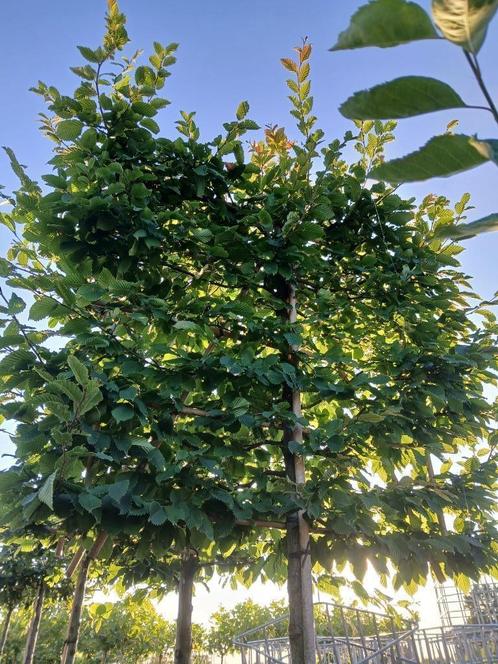carpinus betulus 2 stuks voor 250 euro, Tuin en Terras, Planten | Bomen, Overige soorten, Bloeit niet, In pot, Ophalen