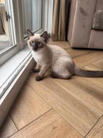 Siamese kat, Kater