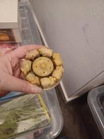 Wierookhouder olifanten speksteen, Huis en Inrichting, Woonaccessoires | Kandelaars en Kaarsen, Ophalen of Verzenden, Nieuw, Overige materialen