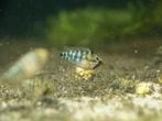 Apistogramma baenschi, Dieren en Toebehoren, Vis