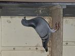 Meerdere postduiven 6x, Meerdere dieren, Postduif