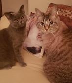 Gratis met spoed 2 katten op te halen, Dieren en Toebehoren, Katten en Kittens | Overige Katten, Meerdere dieren, Kortharig, 6 jaar of ouder