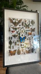 Insecten collage, Ophalen of Verzenden, Nieuw, Beeldje of Figuurtje