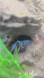 Blauw kreeft, Dieren en Toebehoren, Vissen | Aquariumvissen, Kreeft, Krab of Garnaal, Zoetwatervis
