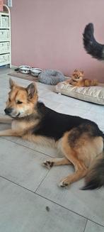 Lieve chuck, Rabiës (hondsdolheid), Reu, 1 tot 2 jaar, Eén hond