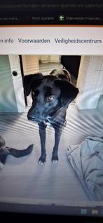 Teefje 4 jaar Spoed !!, Dieren en Toebehoren, Honden | Niet-rashonden, CDV (hondenziekte), Teef, Eén hond, Nederland