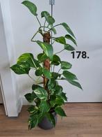 Epipremnum aureum, kamerplant, Huis en Inrichting, Kamerplanten, Ophalen of Verzenden, Overige soorten, Minder dan 100 cm