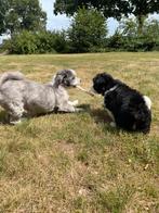 Boomer puppy’s, Dieren en Toebehoren, Honden | Chihuahua's en Gezelschapshonden, CDV (hondenziekte), 8 tot 15 weken, Meerdere