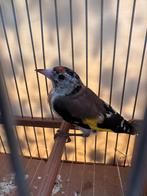 Te koop aangeboden kleine putter pop, Dieren en Toebehoren, Vogels | Overige Vogels, Vrouwelijk, Wildzangvogel