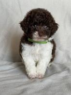 Prachtige bruin/witte harlekijn Dwergpoedel pup, Dieren en Toebehoren, Honden | Chihuahua's en Gezelschapshonden, Poedel, Reu