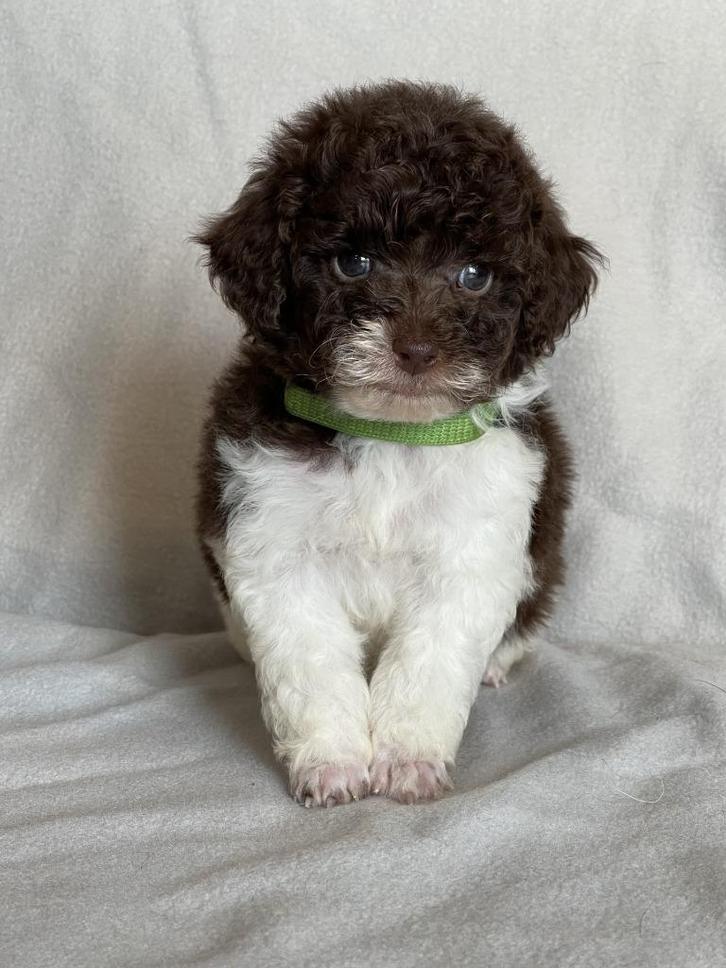Prachtige bruin/witte harlekijn Dwergpoedel pup, Dieren en Toebehoren, Honden | Chihuahua's en Gezelschapshonden, Reu, Poedel