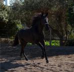 Instructrice/trainer gezocht! /Instructeur, Dieren en Toebehoren, Ophalen