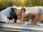 Labrador X Kooiker Pups, Dieren en Toebehoren, Honden | Niet-rashonden, CDV (hondenziekte), 8 tot 15 weken, Meerdere, Meerdere dieren