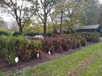 Hagen, Beukenhaag, Beuken, Fagus, Haagbeuk, Carpinus , Ophalen, Overige soorten, Haag, 100 tot 250 cm