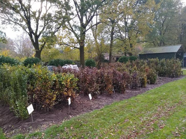 Hagen, Beukenhaag, Beuken, Fagus, Haagbeuk, Carpinus , Tuin en Terras, Planten | Struiken en Hagen, Haag, Overige soorten, 100 tot 250 cm