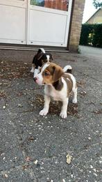 Een schattige pup, Rabiës (hondsdolheid), Overige rassen, 8 tot 15 weken, Meerdere