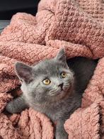 Britse korthaar, Dieren en Toebehoren, Meerdere dieren, Kortharig