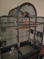 Op zoek naar goed huis, Dieren en Toebehoren, Vogels | Parkieten en Papegaaien, Geslacht onbekend, Papegaai, Pratend