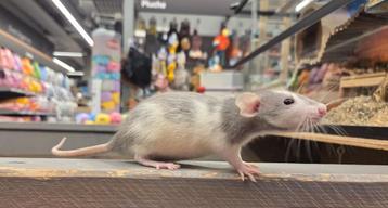 Jonge tamme ratten( vrouw) direct van de fokker beschikbaar voor biedingen