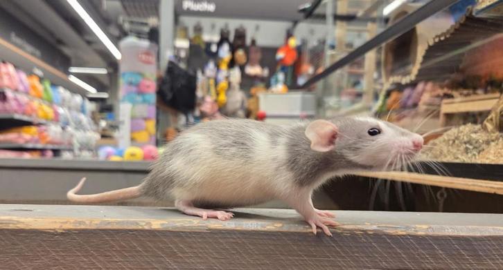 Jonge tamme ratten( vrouw) direct van de fokker, Dieren en Toebehoren, Knaagdieren, Vrouwelijk, Rat, Augustus, Tam