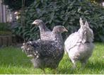 Mooie jong Noodhollandse Blauwe hennen, Dieren en Toebehoren, Pluimvee, Vrouwelijk, Kip