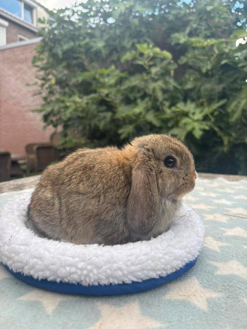 Raszuivere baby nhd vrouw konijntje Mag meteen mee, Dieren en Toebehoren, Konijnen, Dwerg, Vrouwelijk, 0 tot 2 jaar, Hangoor