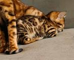 Bengaal kittens met stamboom, Dieren en Toebehoren, Katten en Kittens | Raskatten | Korthaar, Poes, Gechipt, 0 tot 2 jaar