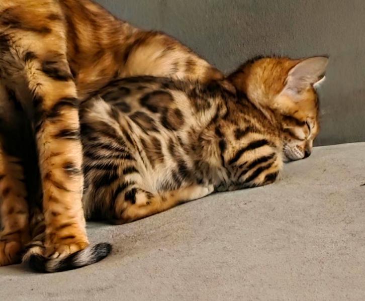 Bengaal kittens met stamboom, Dieren en Toebehoren, Katten en Kittens | Raskatten | Korthaar, Poes, 0 tot 2 jaar, Met stamboom