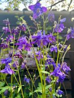 AKELEI planten Kleur is een verrassing.Aquilegia vulgaris, Tuin en Terras, Ophalen, Zomer, Volle zon