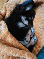Puppy zoekt lief gezinnetje ( boomer ), Dieren en Toebehoren, Honden | Chihuahua's en Gezelschapshonden, Particulier, 8 tot 15 weken