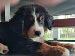 Berner Sennen pup met stamboom, CDV (hondenziekte), Particulier, 8 tot 15 weken, Sennenhond