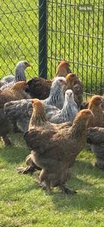 Raszuivere Brahma Kippen – Geënt  3-4 maanden, Dieren en Toebehoren, Pluimvee, Vrouwelijk, Kip