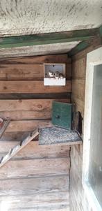 Zebra vinken, Dieren en Toebehoren, Mannelijk, Overige soorten